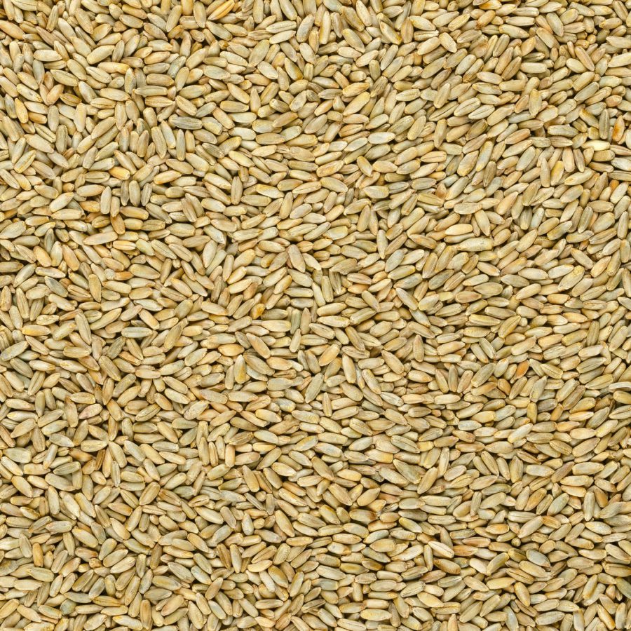 Rye grains, surface and background